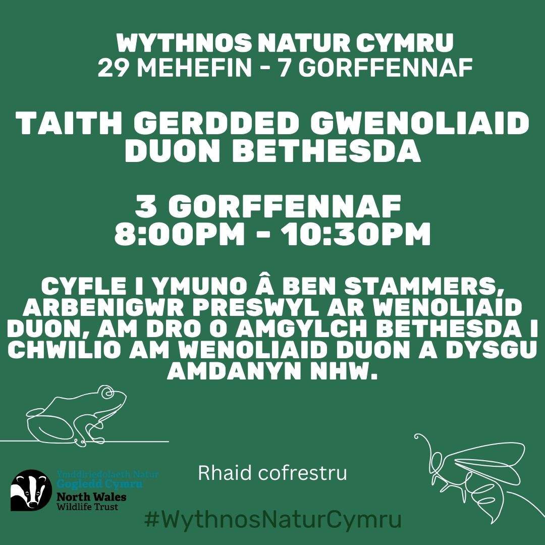 Taith gerdded gwenoliaid duon Bethesda